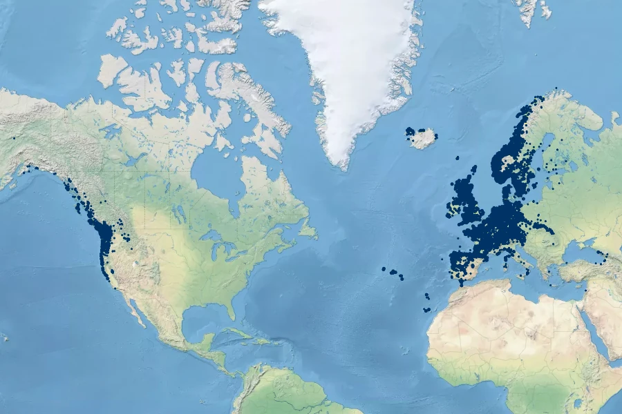 Struthiopteris spicant Native Range