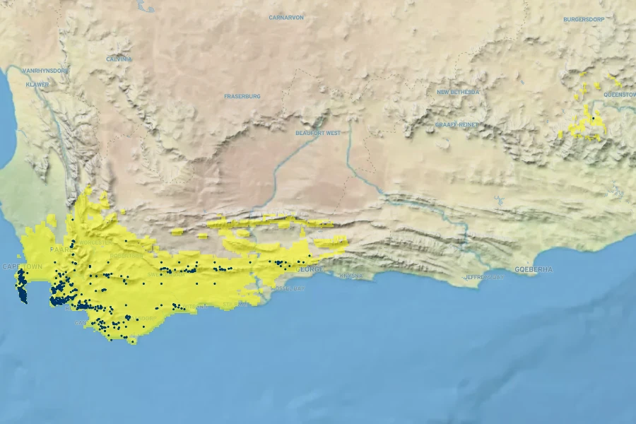 Syncarpha vestita Native Range