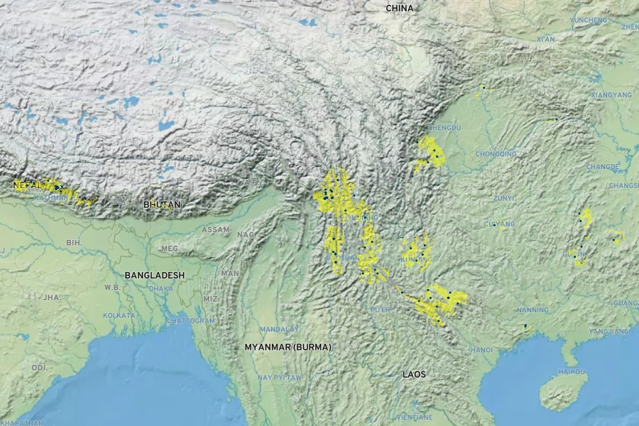 Synotis cappa Native Range