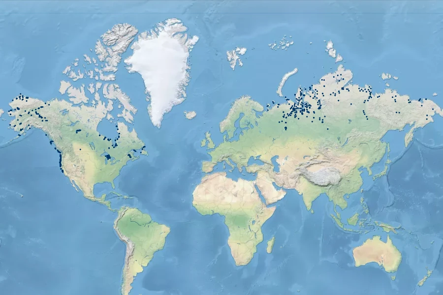 Tanacetum bipinnatum Native Range