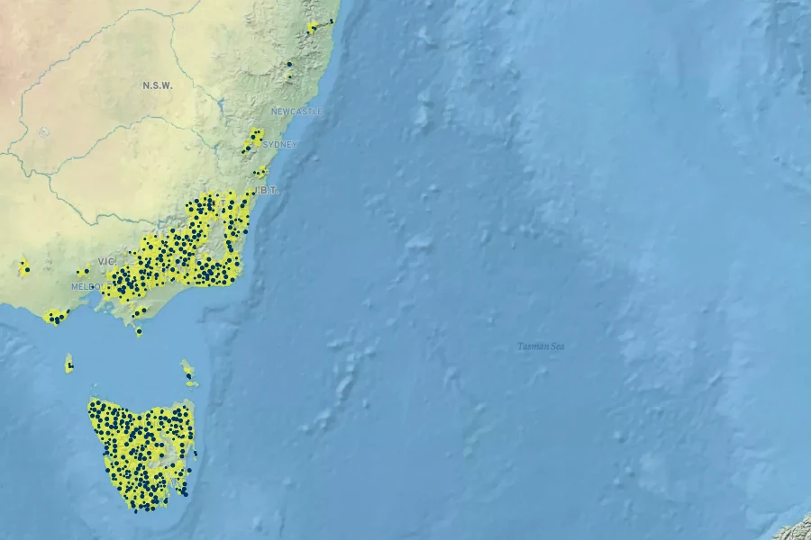 Tasmannia lanceolata Native Range