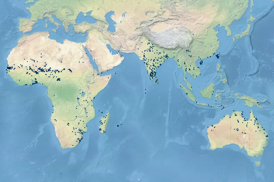 Tephrosia purpurea Native Range