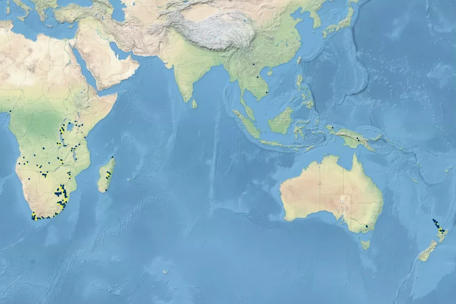 Thelypteris confluens Native Range