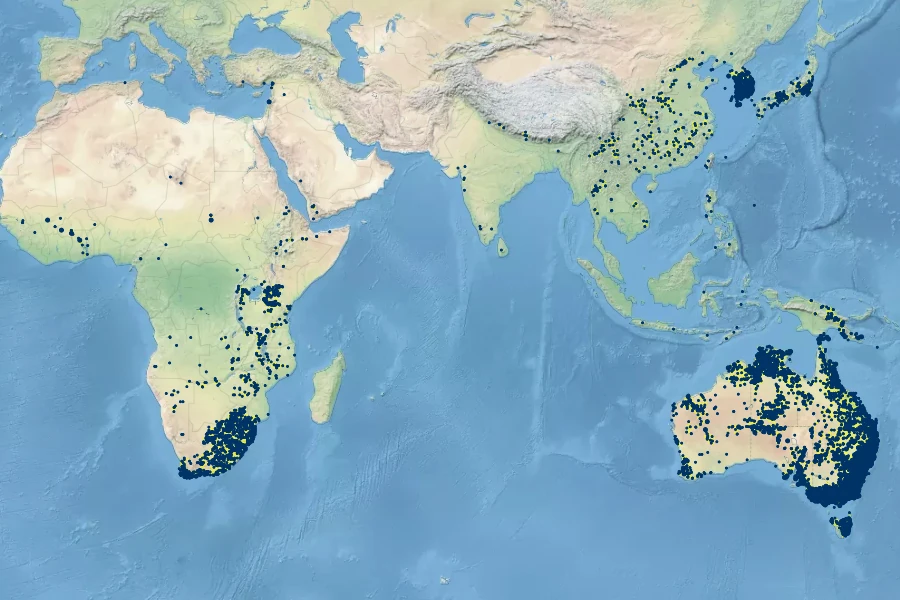 Themeda triandra Native Range