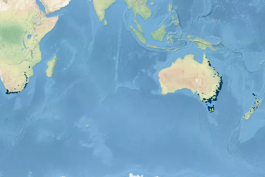 Todea barbara Native Range