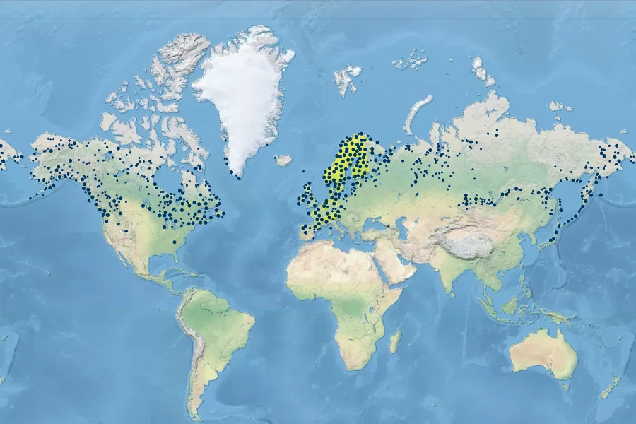Trichophorum cespitosum Native Range