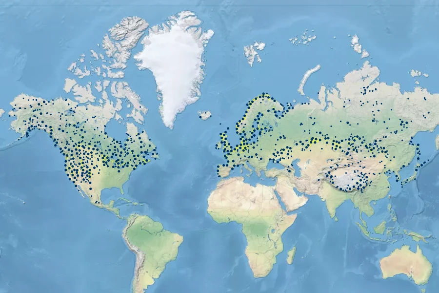 Triglochin maritima Native Range