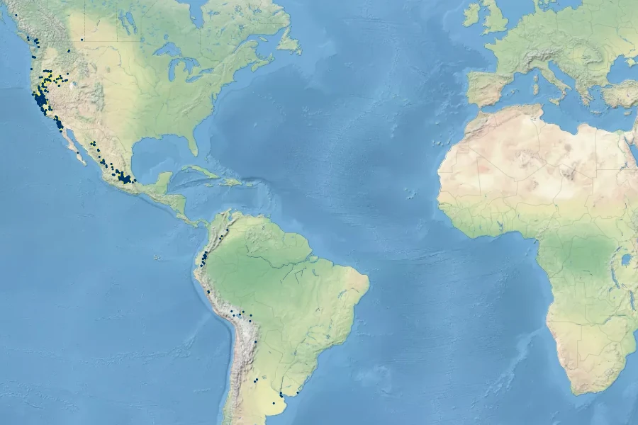 Triglochin scilloides Native Range