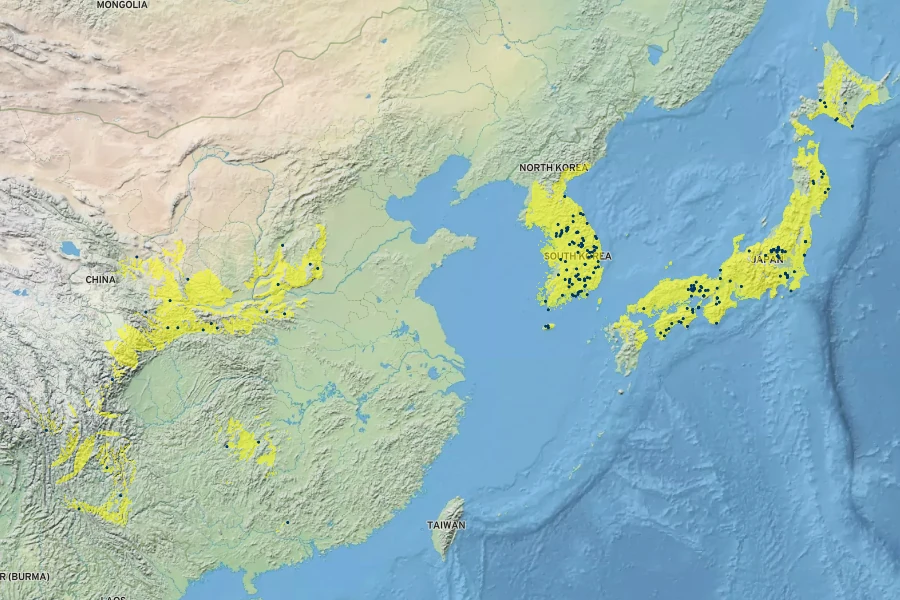Tripora divaricata Native Range
