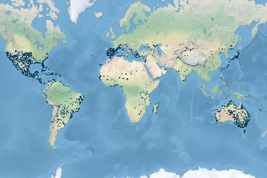 Typha domingensis Native Range