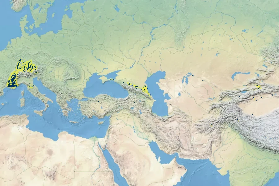 Typha minima Native Range