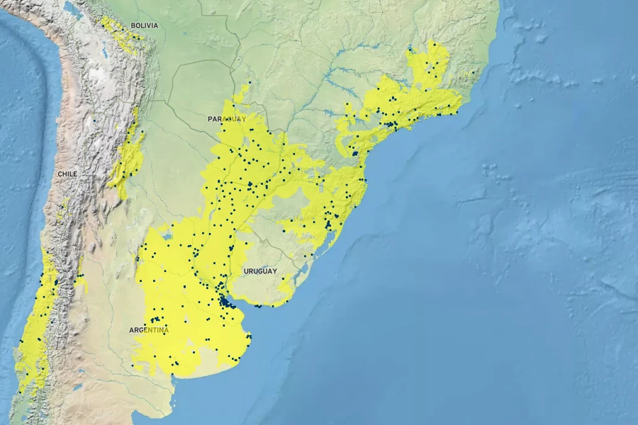 Verbena bonariensis Native Range