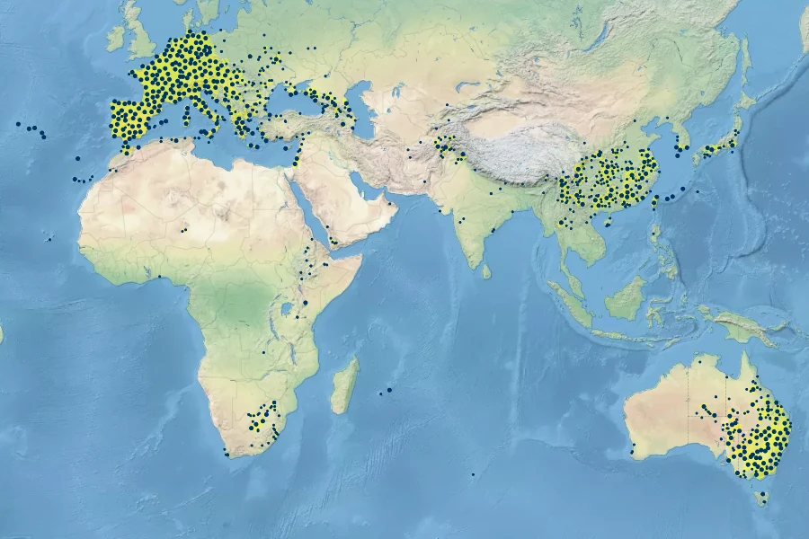 Verbena officinalis Native Range