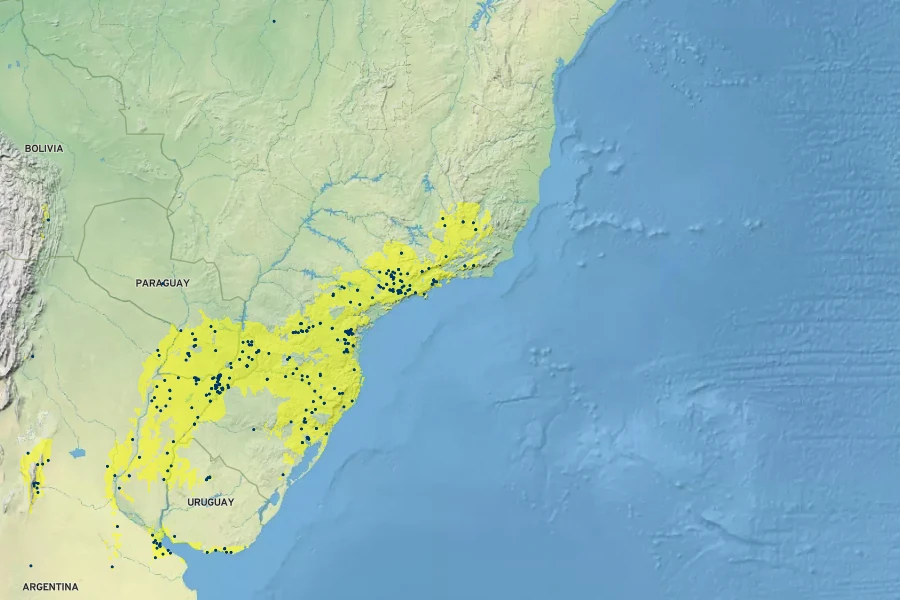 Verbena rigida Native Range