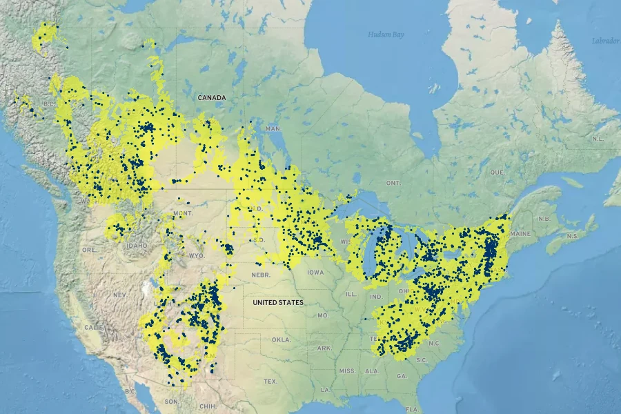 Viola canadensis Native Range