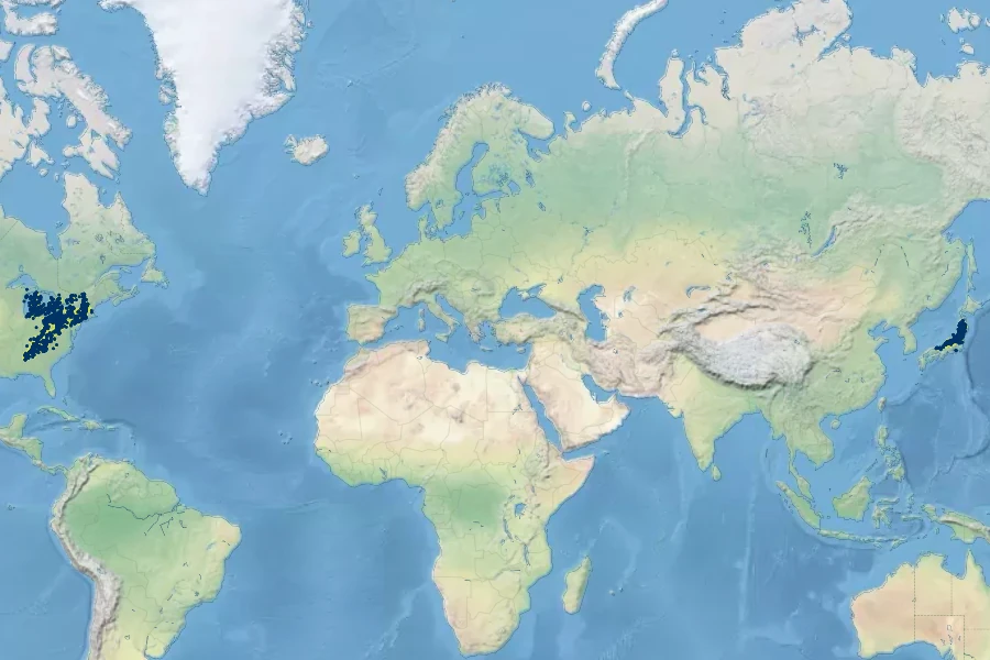 Viola rostrata Native Range