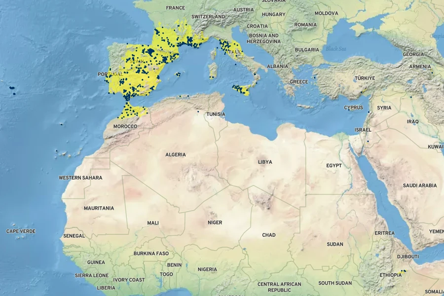 Visnaga daucoides Native Range