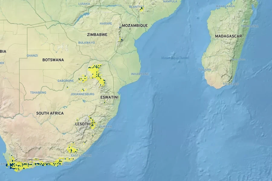 Widdringtonia nodiflora Native Range