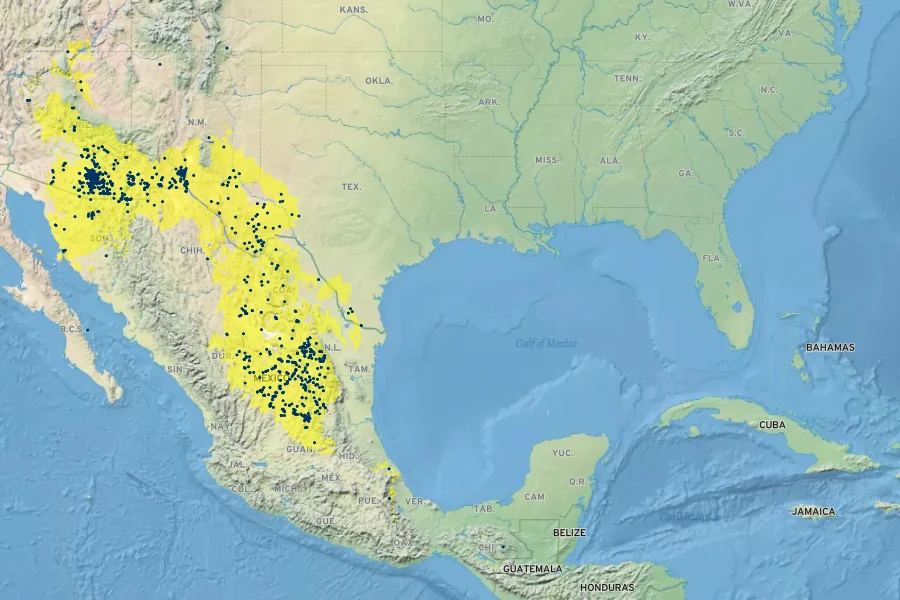 Zinnia acerosa Native Range