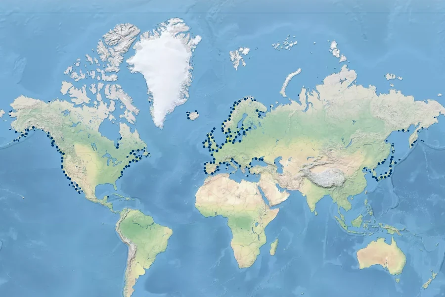 Zostera marina Native Range