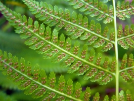 Ferns