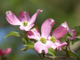 Low Water Plants