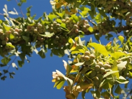 Full Sun Plants