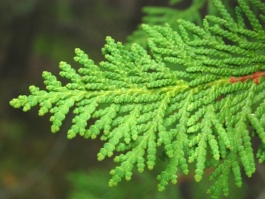 Part Shade Plants