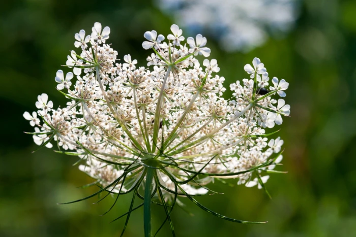 Daucus carota image