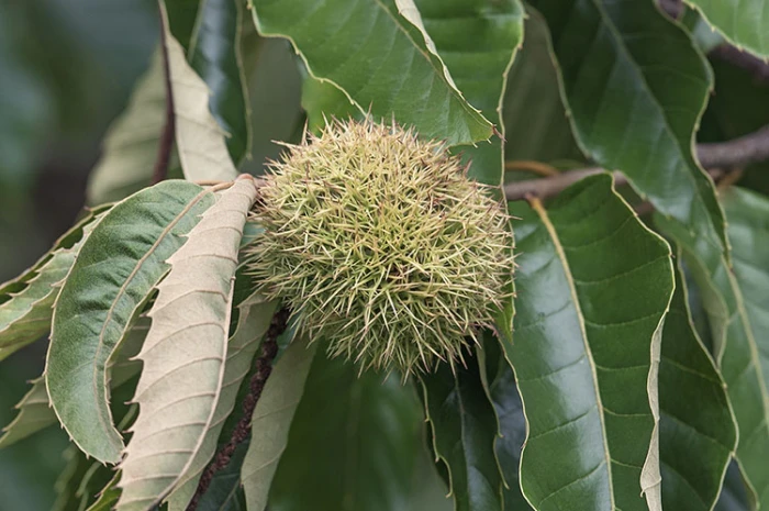 Castanea dentata image