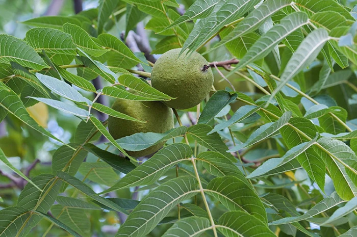 Juglans nigra image