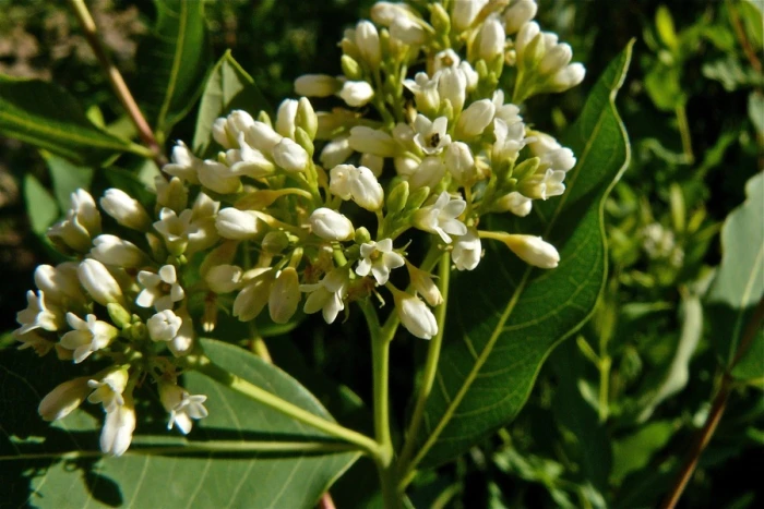 Apocynum cannabinum image