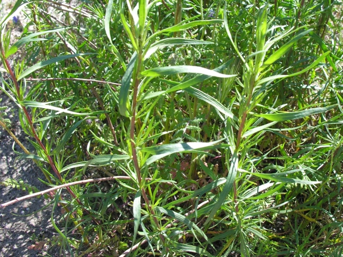 Artemisia dracunculus image