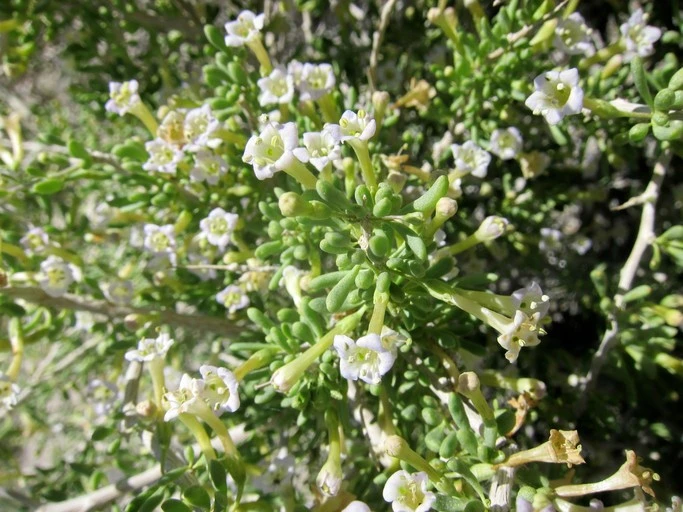 Lycium andersonii image