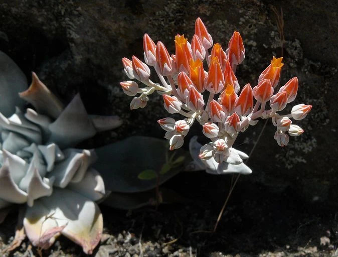 Dudleya cymosa image