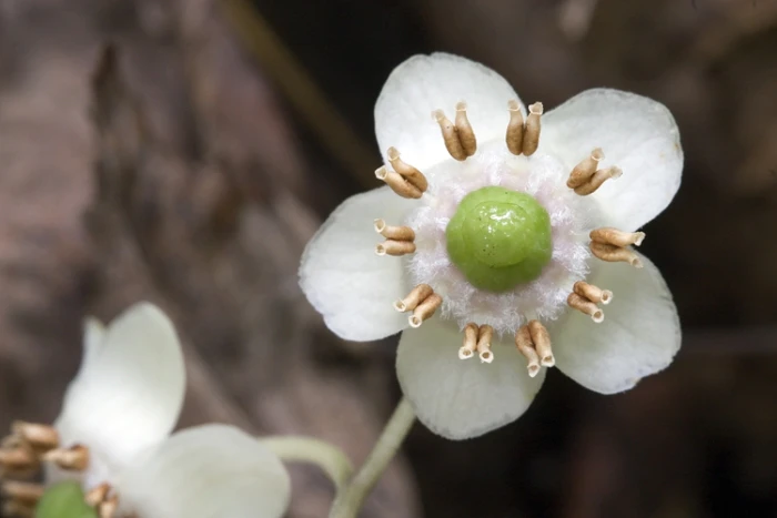 Chimaphila maculata image