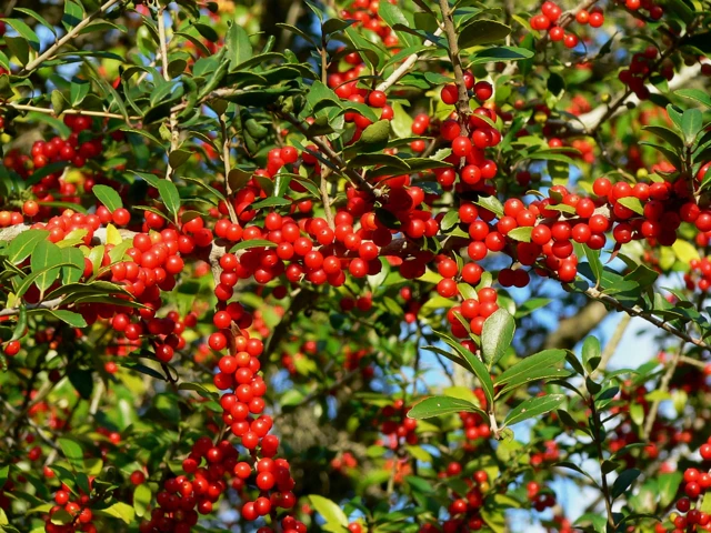 Ilex vomitoria image