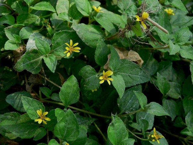 Calyptocarpus vialis image