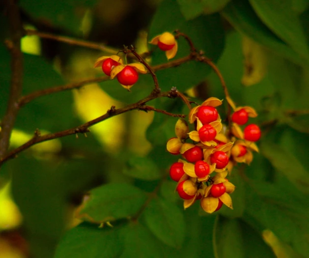 Celastrus scandens image