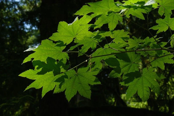 Acer circinatum image