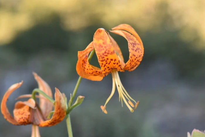 Lilium humboldtii image