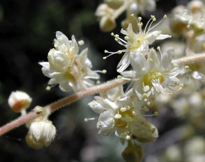 Holodiscus discolor image