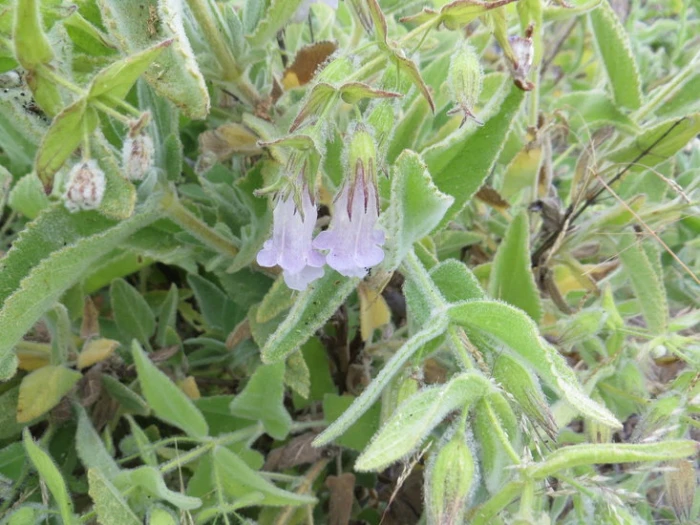 Lepechinia fragrans image
