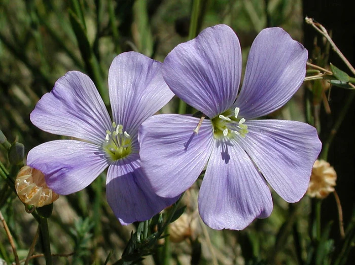 Linum lewisii image
