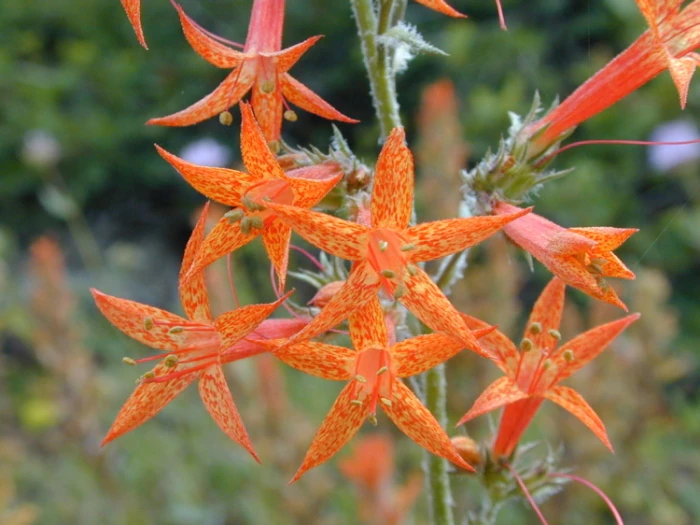 Ipomopsis aggregata image