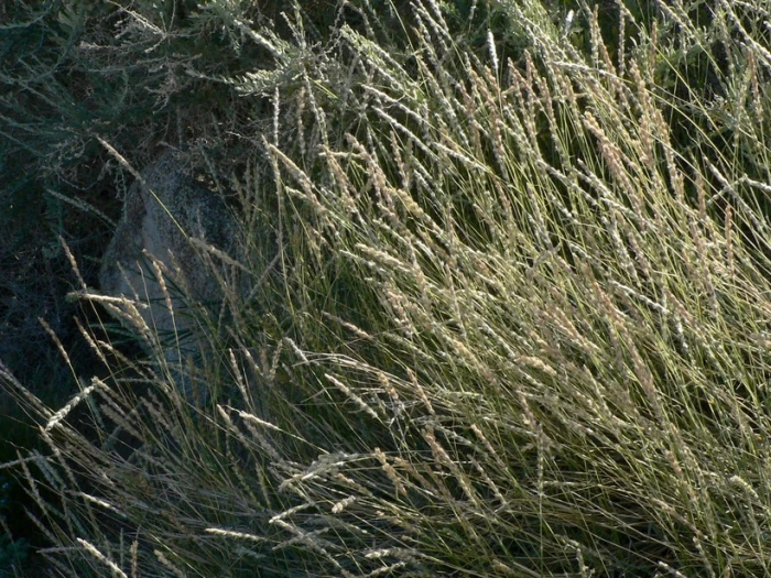 Hilaria rigida image