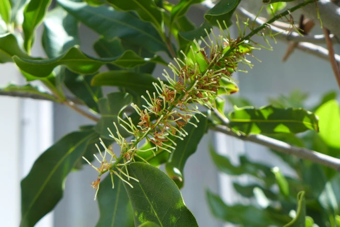 Macadamia integrifolia image