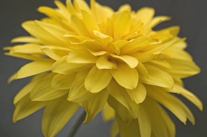 Heliopsis helianthoides image