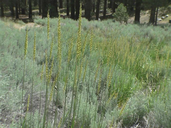 Elymus violaceus image