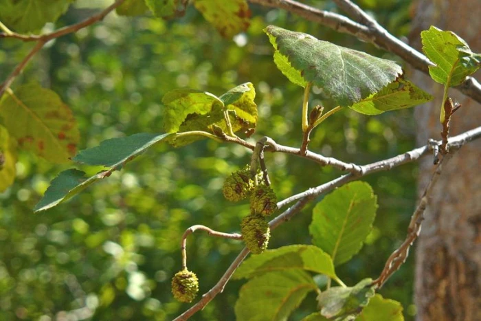 Alnus incana subsp. tenuifolia image